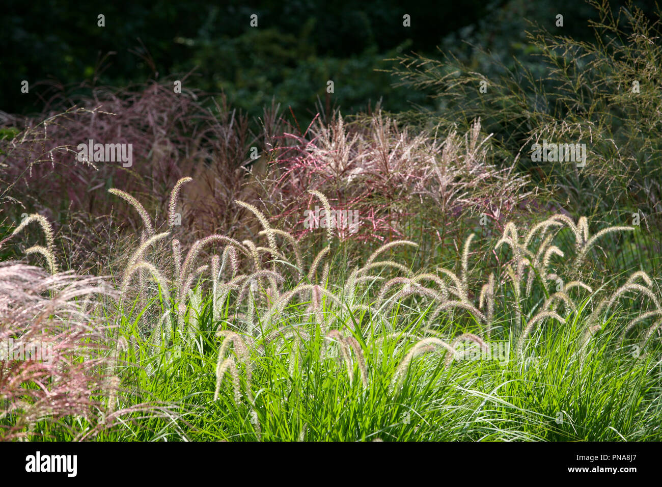 Ziergräser im Garten - Pennisetum 'Fairy Tails' mit Miscanthus und Molinia im Hintergrund Stockfoto