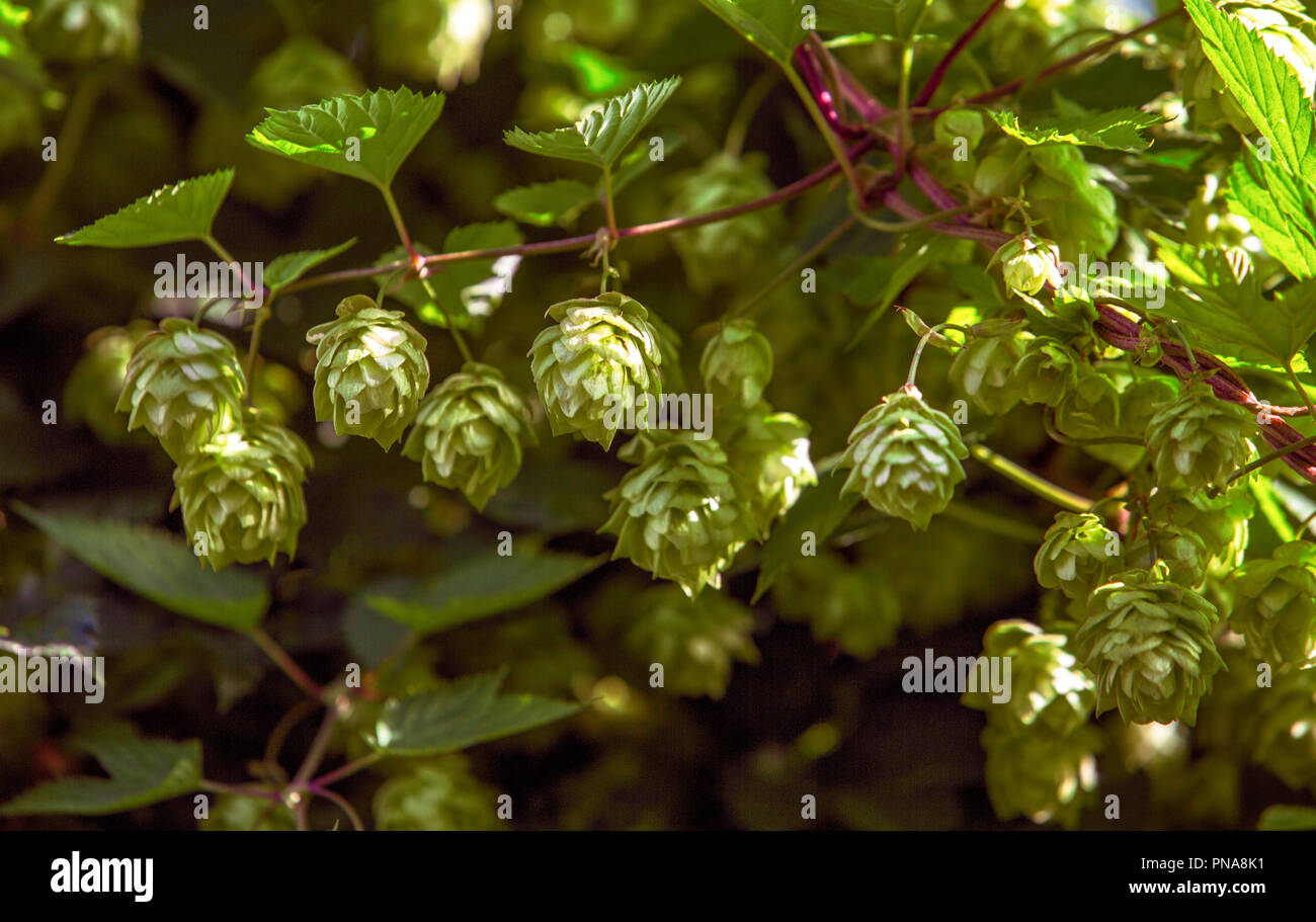 Hop. Die Anlage liegt in der Nähe. Fotos im Freien Stockfoto