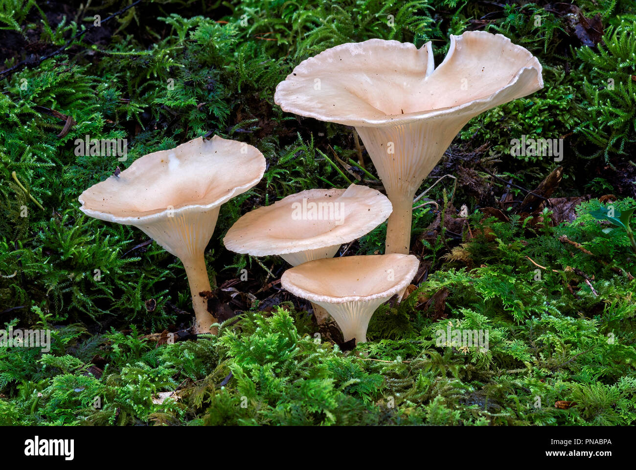 Clitocybe Arten von Pilzen Stockfoto