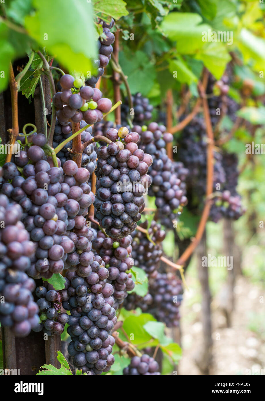 Pinot Grigio Rebsorte. Pinot Grigio ist eine weiße Rebsorte, die aus Trauben mit Grau, Weiß, Rot, Lila oder Skins. Trentino Stockfoto