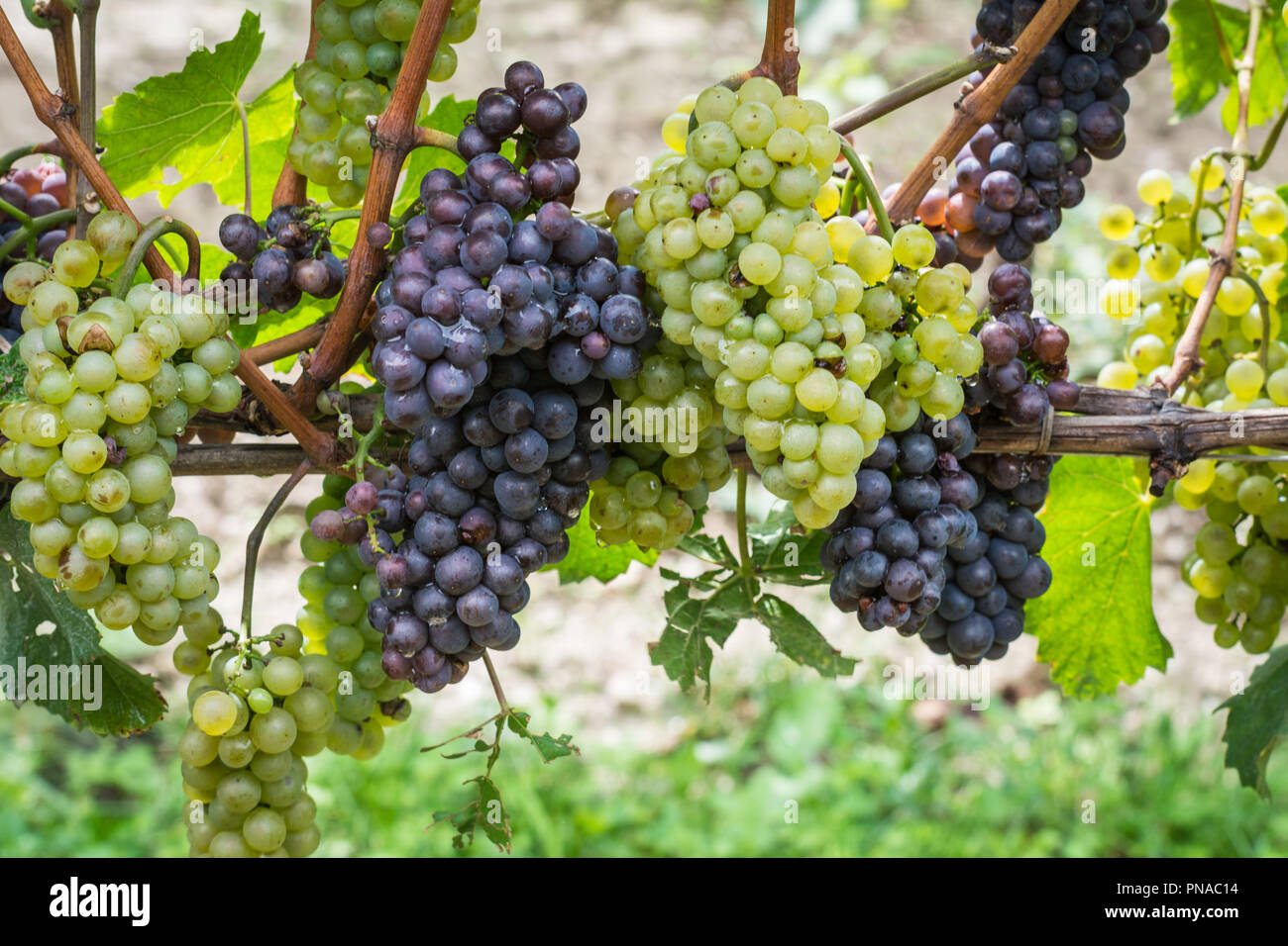 Pinot Grigio Rebsorte. Pinot Grigio ist eine weiße Rebsorte, die aus Trauben mit Grau, Weiß, Rot, Lila oder Skins. Italien Stockfoto