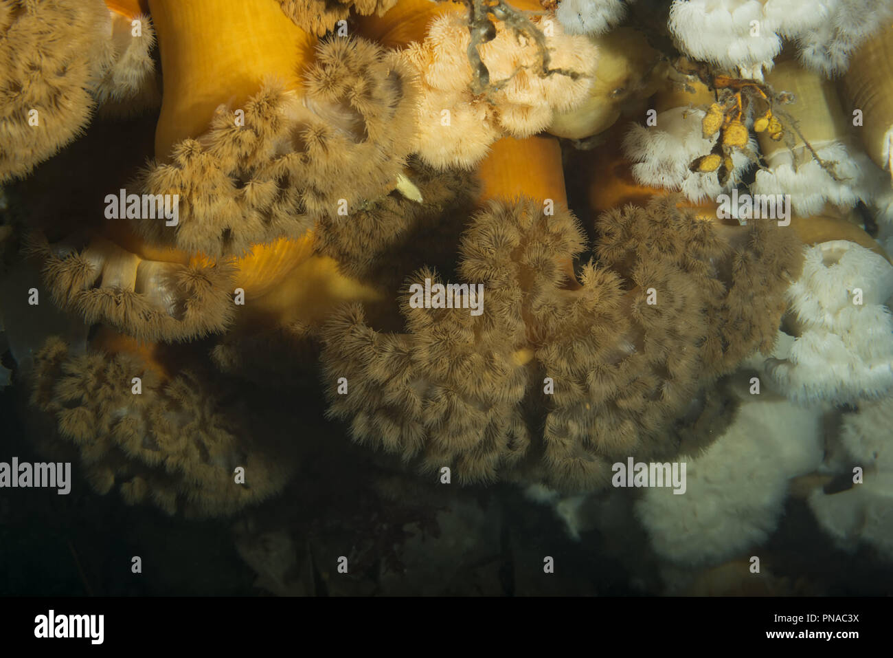 Hängenden Gärten von Aegir (AEgir) - klonale Plumose Anemone oder Rüschen Anemone (Metridium senile) Stockfoto