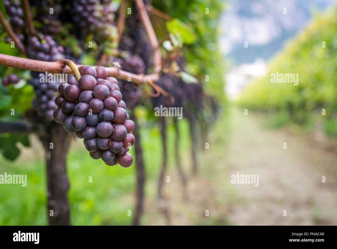 Pinot Grigio Rebsorte. Pinot Grigio ist eine weiße Rebsorte, die aus Trauben mit Grau, Weiß, Rot, Lila oder Skins. Trentino Stockfoto