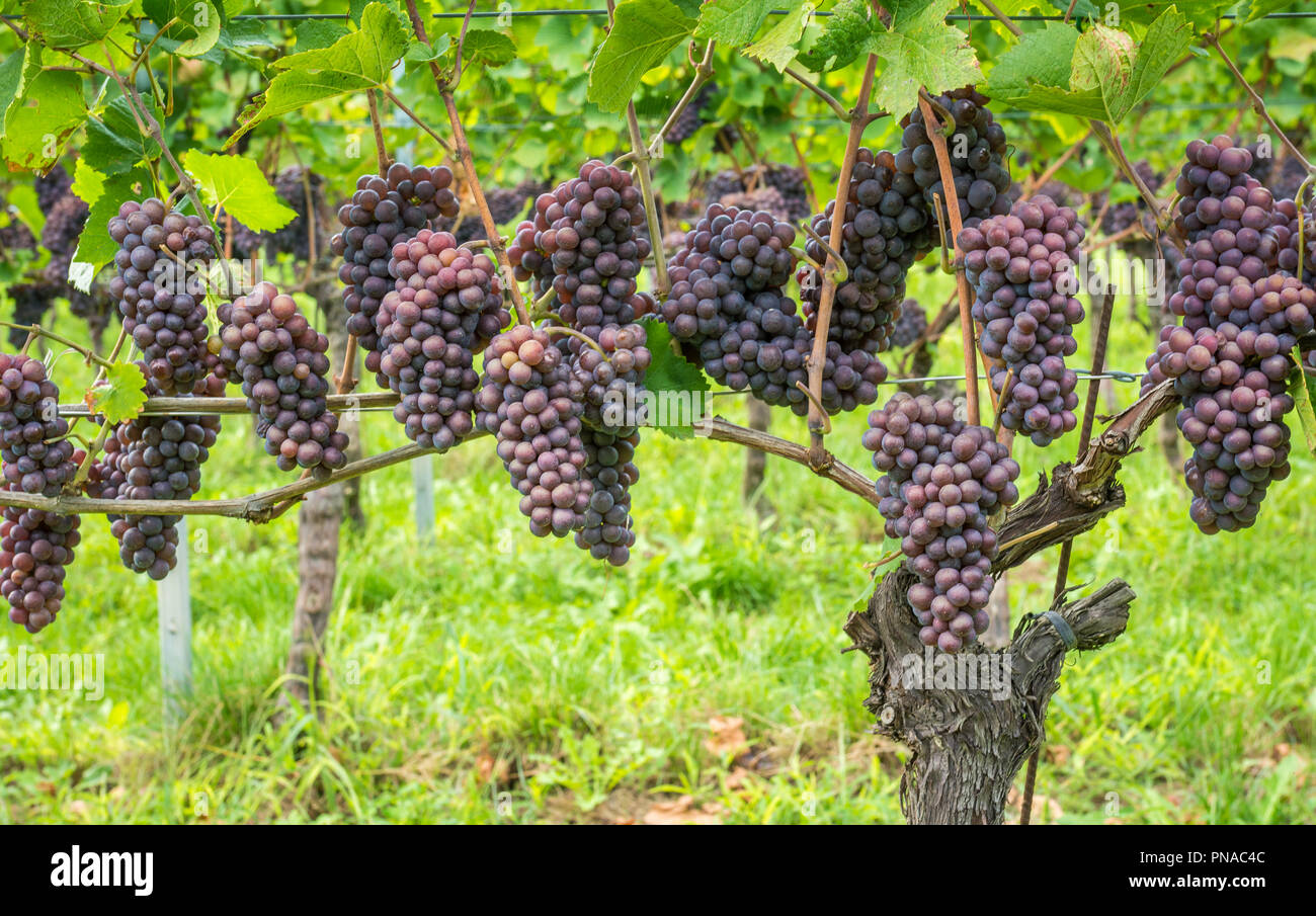 Pinot Grigio Rebsorte. Pinot Grigio ist eine weiße Rebsorte, die aus Trauben mit Grau, Weiß, Rot, Lila oder Skins. Trentino Stockfoto