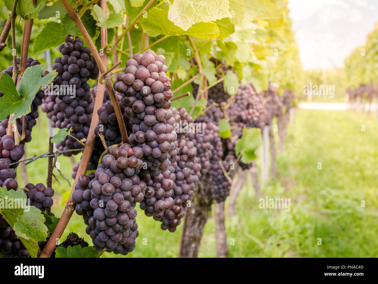 Pinot Grigio Rebsorte. Pinot Grigio ist eine weiße Rebsorte, die aus Trauben mit Grau, Weiß, Rot, Lila oder Skins. Trentino Stockfoto