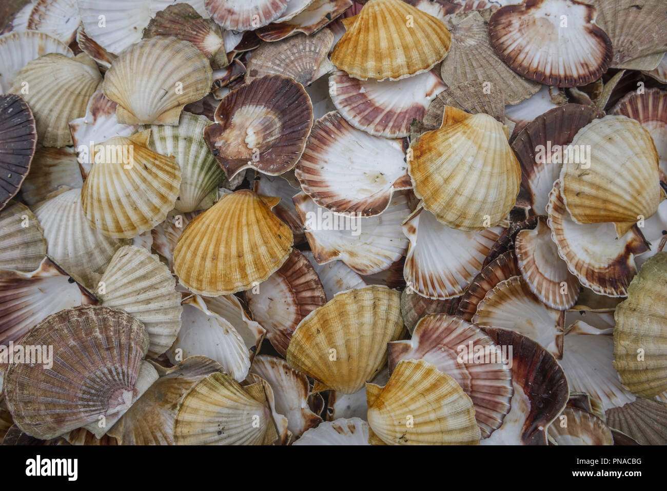 Seashell Hintergrund, viele der Königin Jakobsmuscheln Stockfoto