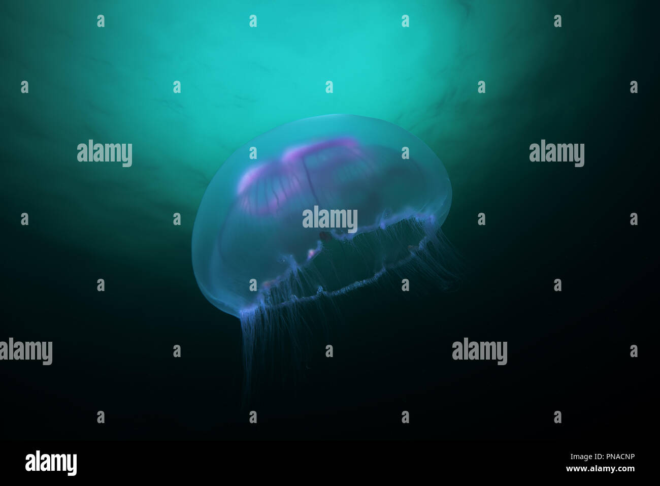 Ohrenquallen, gemeinsame Qualle, Moon jelly oder Untertasse Jelly (Aurelia aurita) Stockfoto