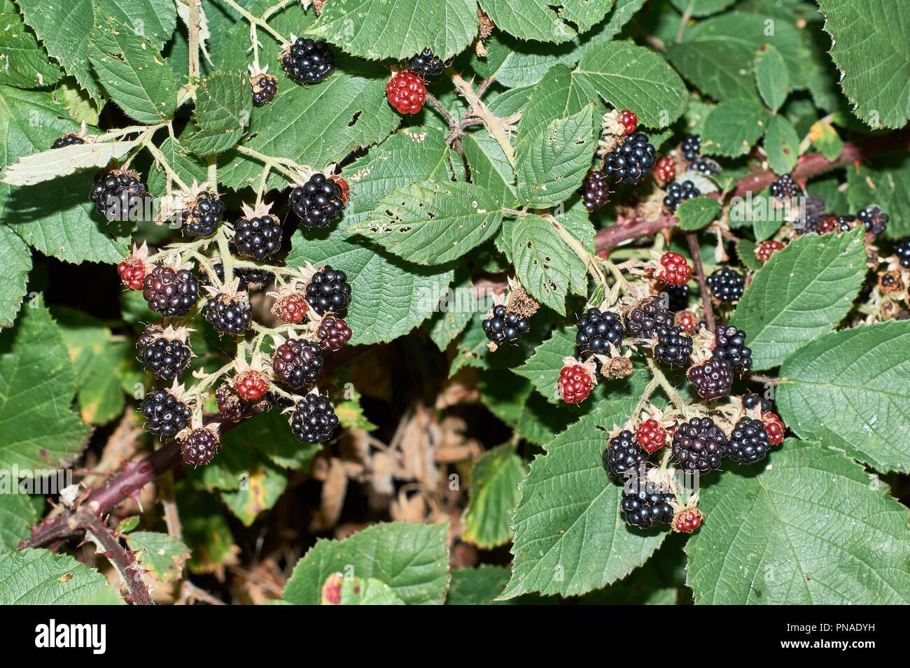 Reife und Unreife Blackberrys, Rubus Rubus Kapite Stockfoto