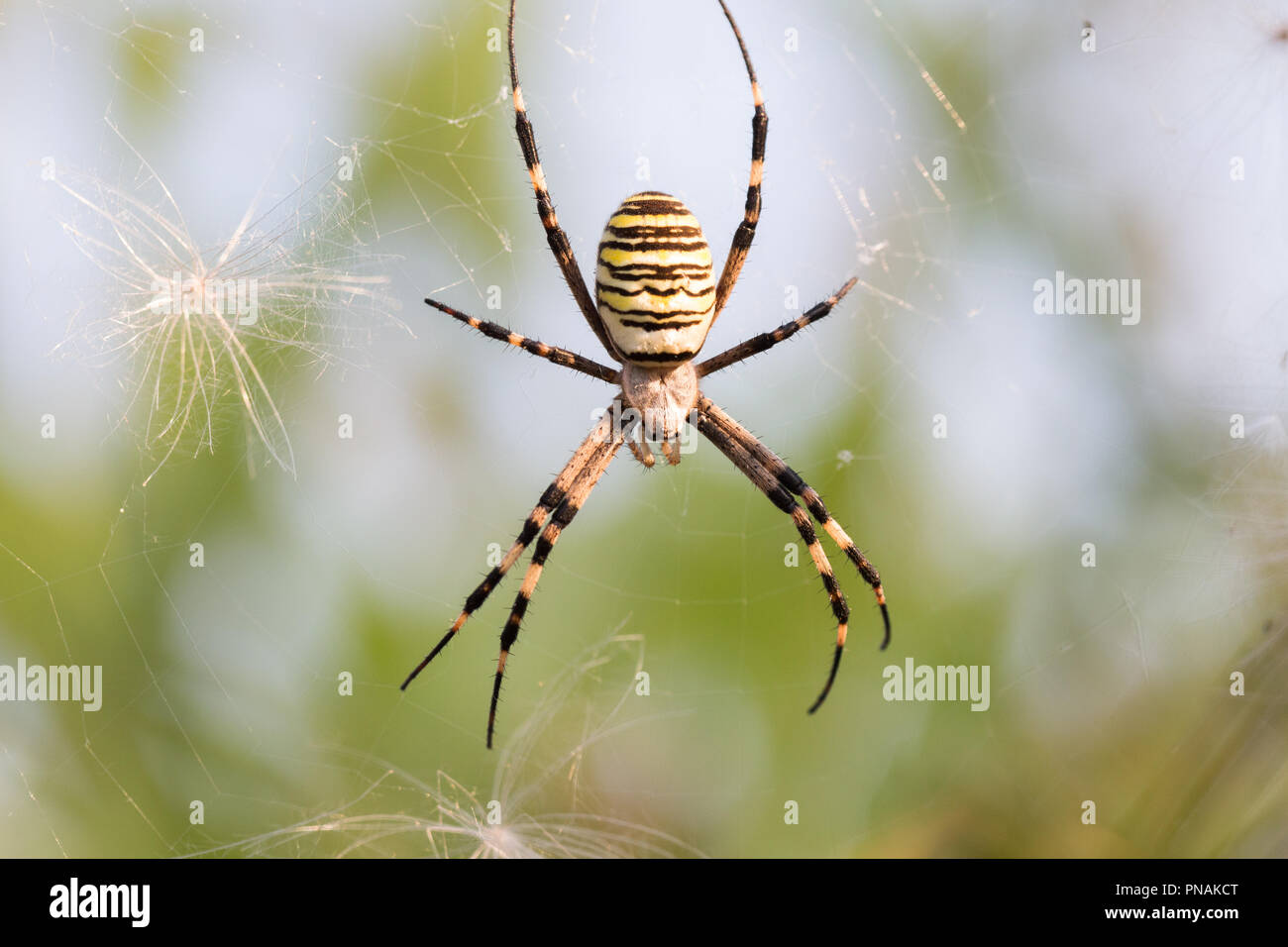 Argiope Bruennichi Wasp Spider - in Serbien fotografiert. Stockfoto