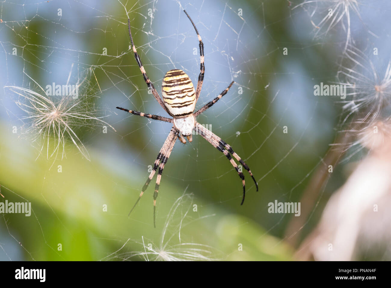 Argiope Bruennichi Wasp Spider - in Serbien fotografiert. Stockfoto