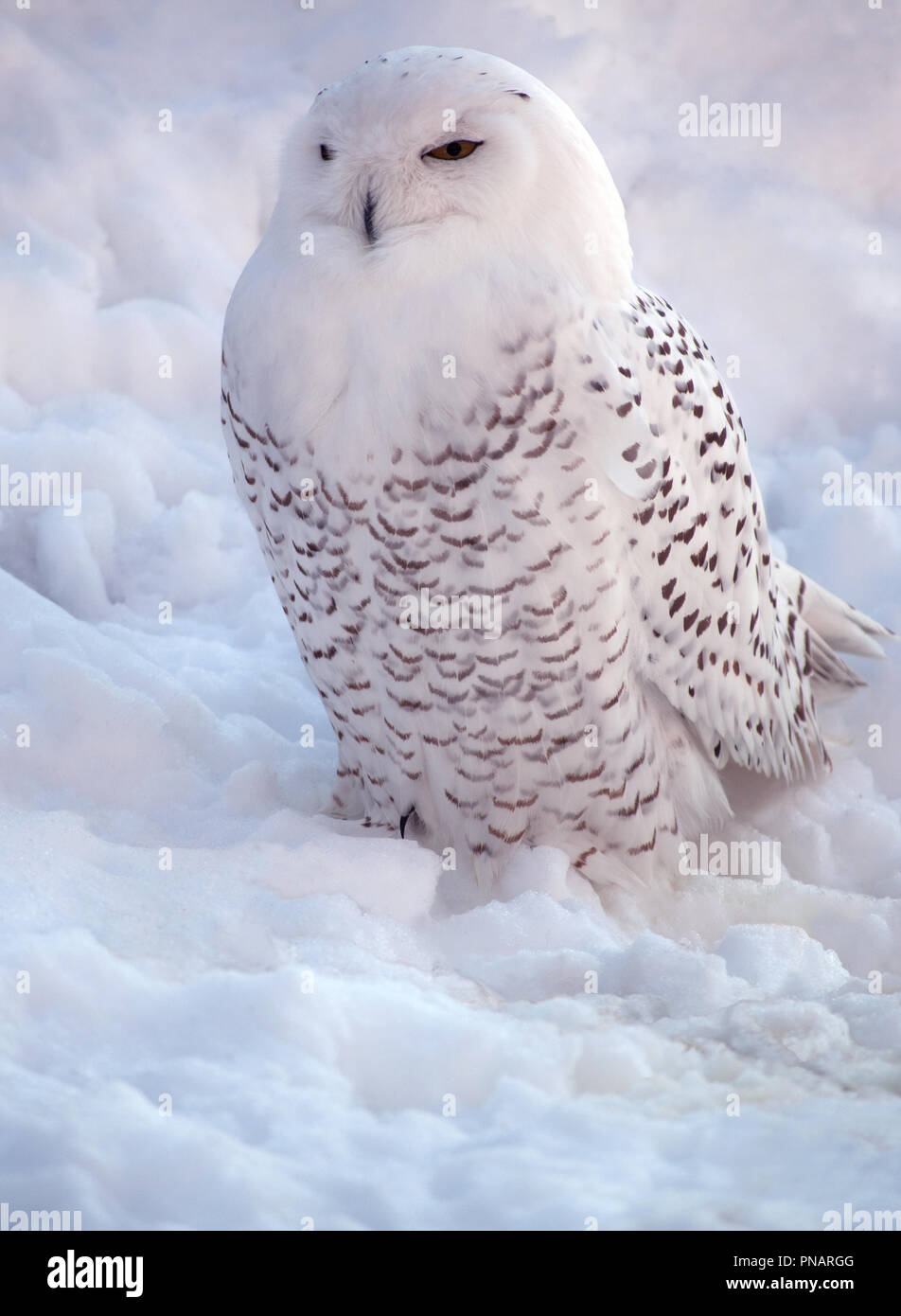 Harfang des Neiges Stockfoto
