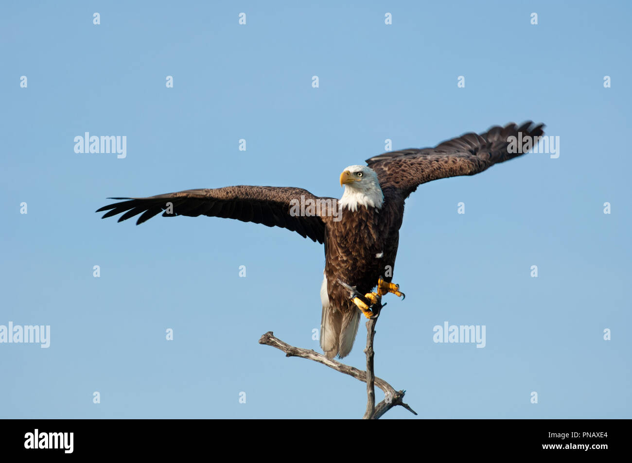 Eine fast erwachsene Weißkopfseeadler thront auf einem Toten mangrove Zweig beginnt Flug in Wiggins Pass, Florida zu nehmen. Stockfoto
