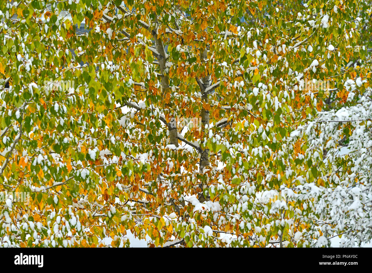 Ein horizontaler Natur Bild des ersten September Schnee auf bunte Blätter eines Laubbaums in ländlichen Alberta Kanada fallen. Stockfoto