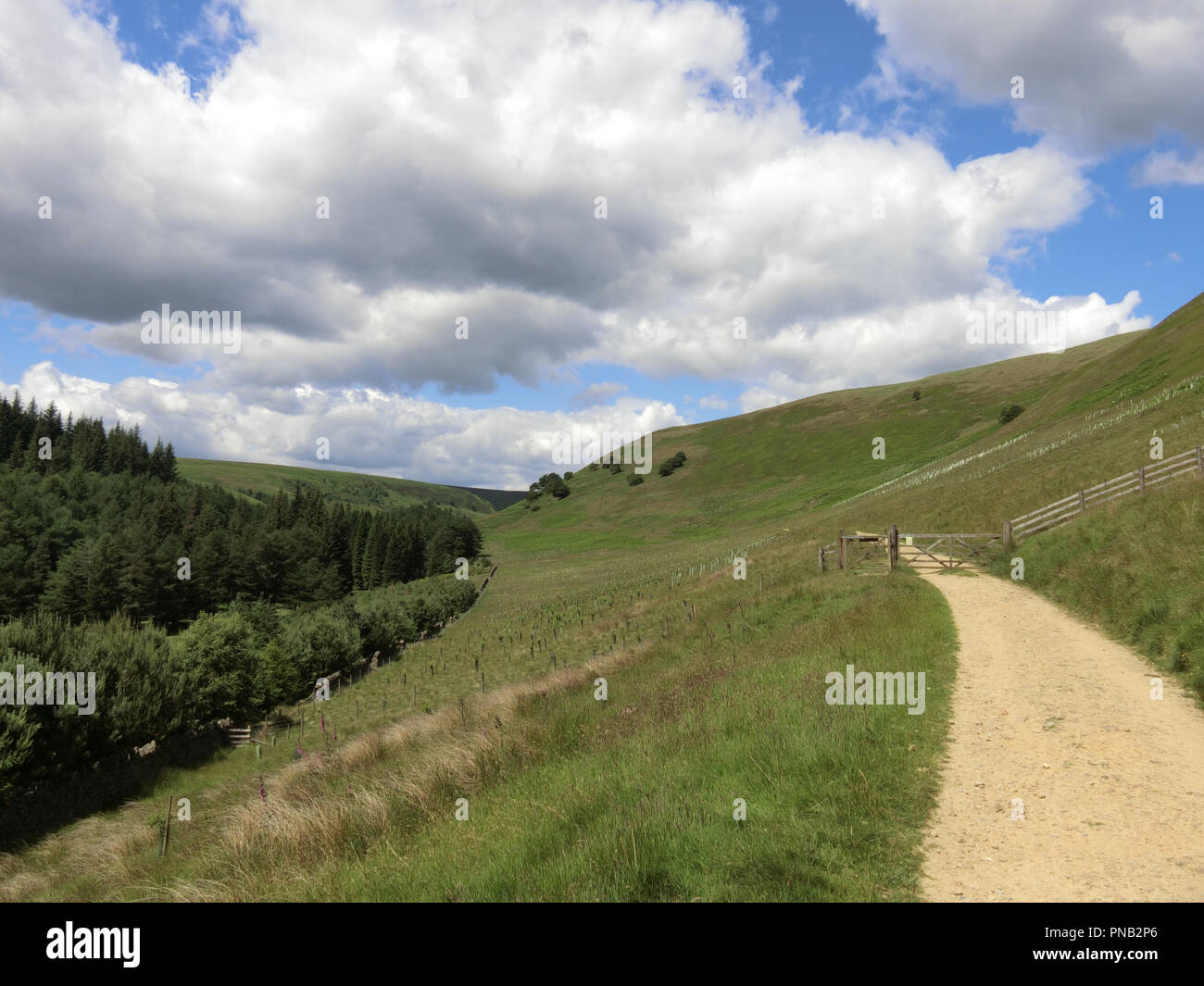 Kalt, Obere Derwent Valley, Peak District National Park, South Yorkshire, England, UK im Juni Stockfoto