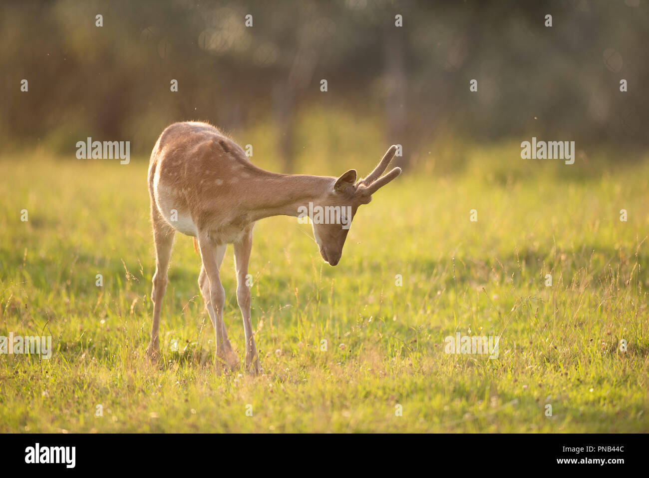 Schöne Sika deer bei Sonnenuntergang Stockfoto