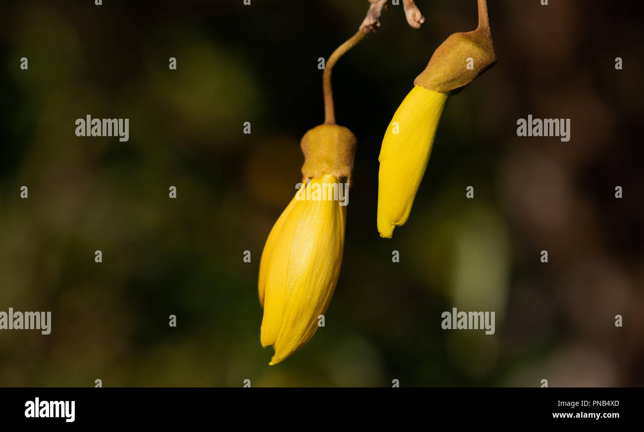 Gelbe Blumen der Kowhai, ein Neuseeland heimischen Baum. Stockfoto