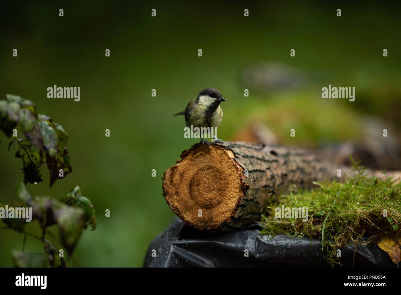 Garten Vogel auf einem Zweig tit Stockfoto