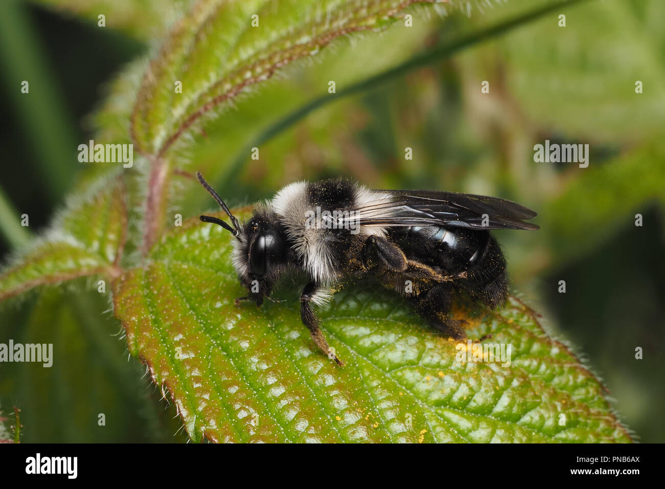 Ashy Bergbau Biene (Andrena zinerarie) sitzen auf dornbusch Blatt. Tipperary, Irland Stockfoto