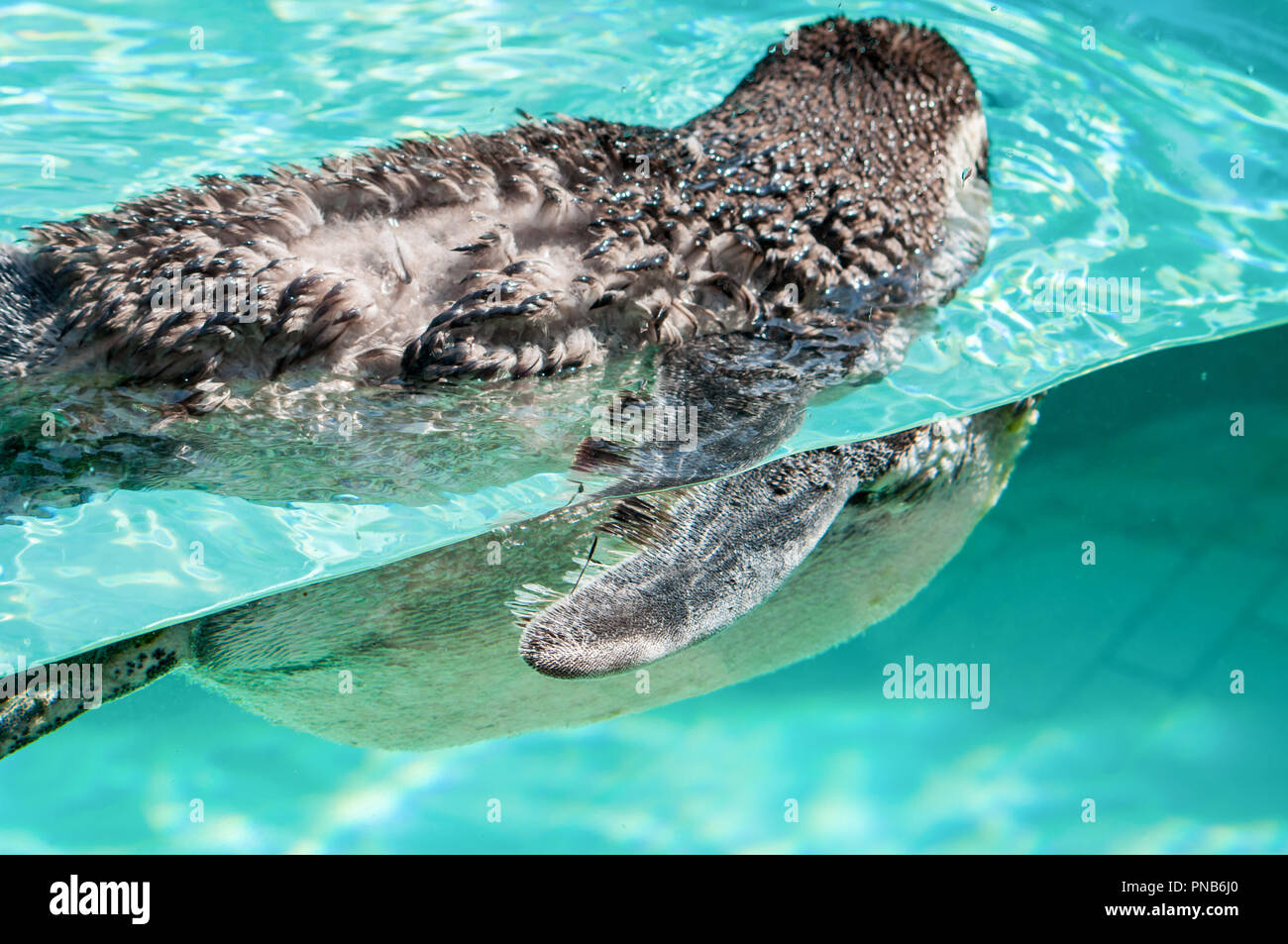 Ein Pinguin Schwimmen in kristallklarem Wasser Stockfoto
