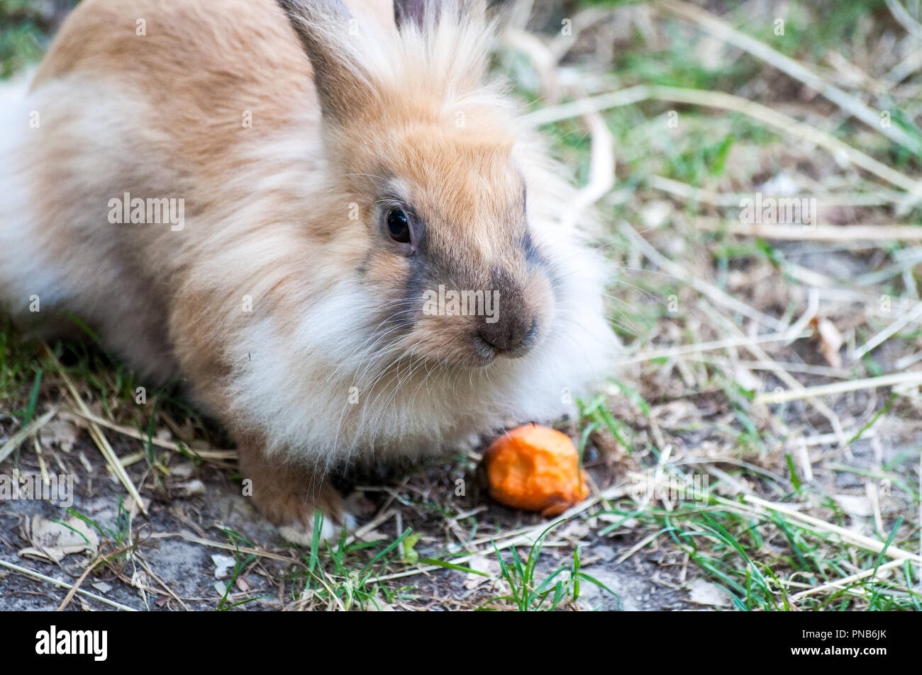 Niedliches kleines braunes kaninchen mit karotte Fotos und