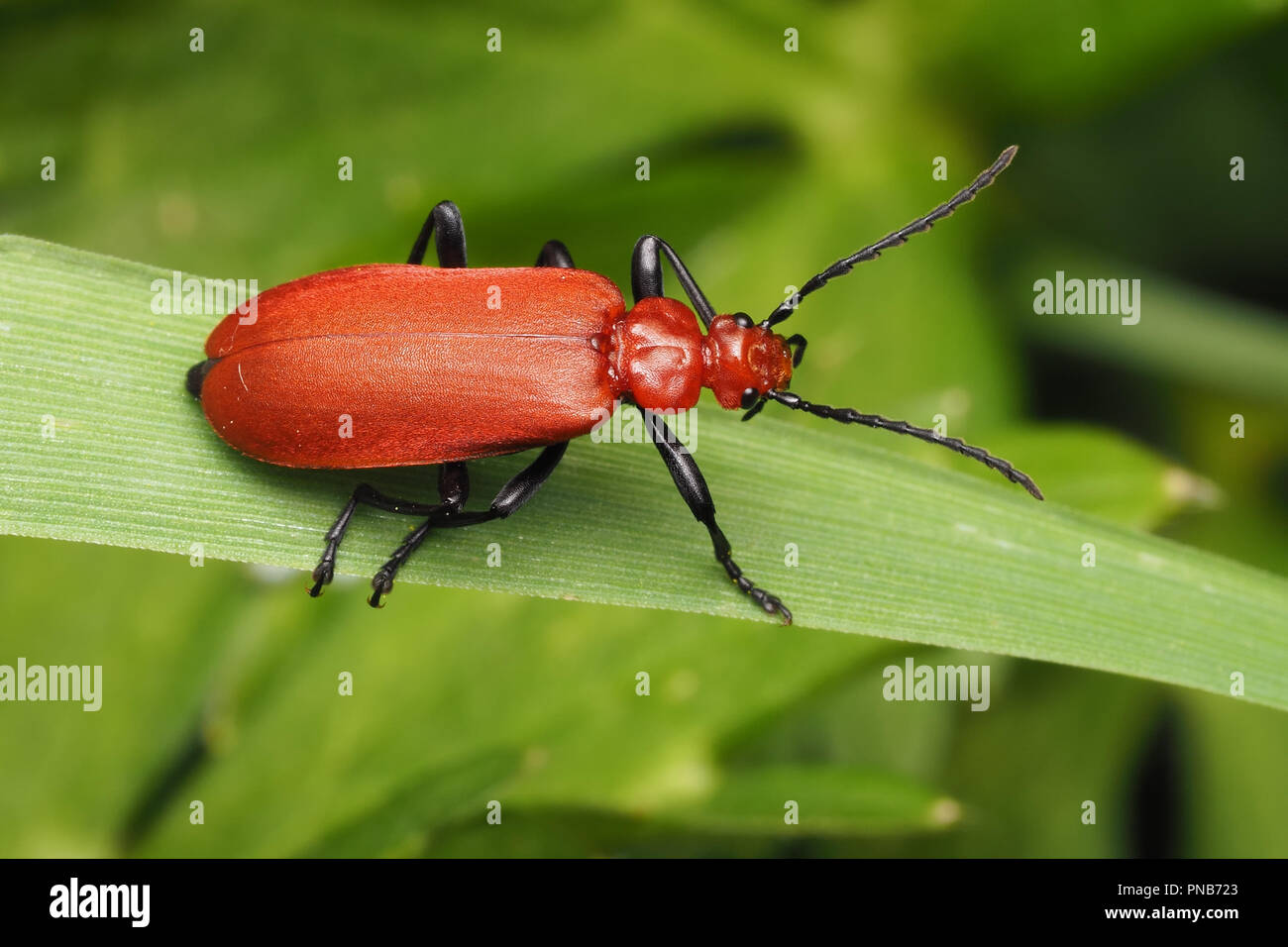 Rothaarige Kardinal Käfer (Pyrochroa serraticornis) Crawling entlang Grashalm. Tipperary, Irland Stockfoto