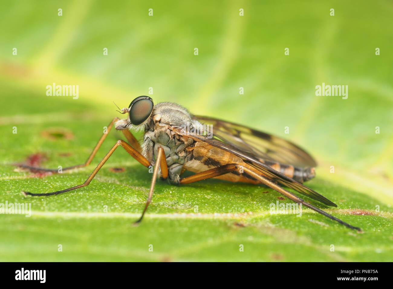 Snipefly (Rhagio scolopaceus) in Ruhe auf dem Dock leaf. Tipperary, Irland Stockfoto