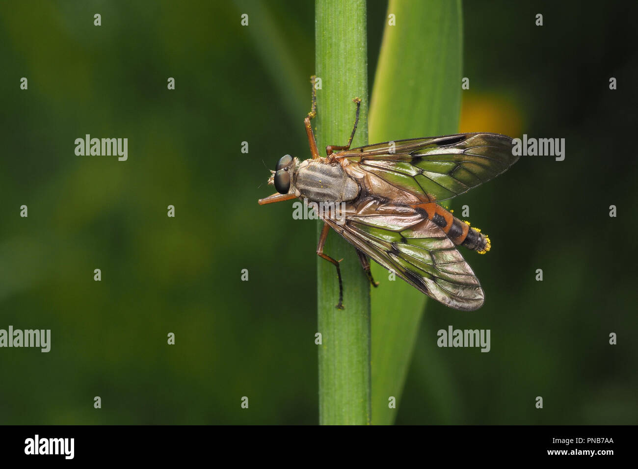 Snipefly (Rhagio scolopaceus) auf Gras Stammzellen thront. Tipperary, Irland Stockfoto