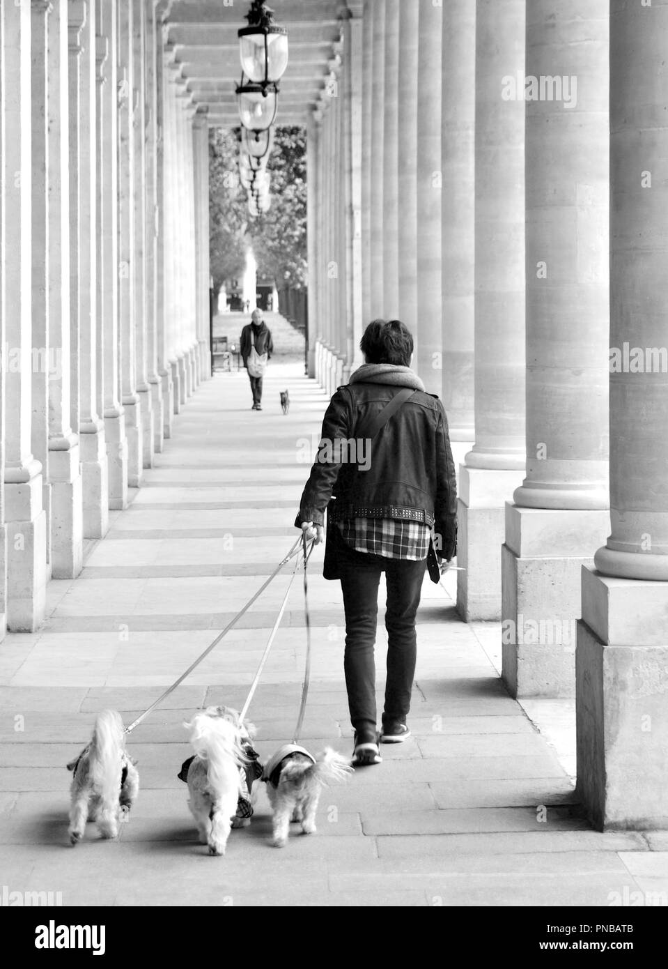 Paris, Frankreich. Palais Royal. Frau zu Fuß drei kleine Hunde. Stockfoto