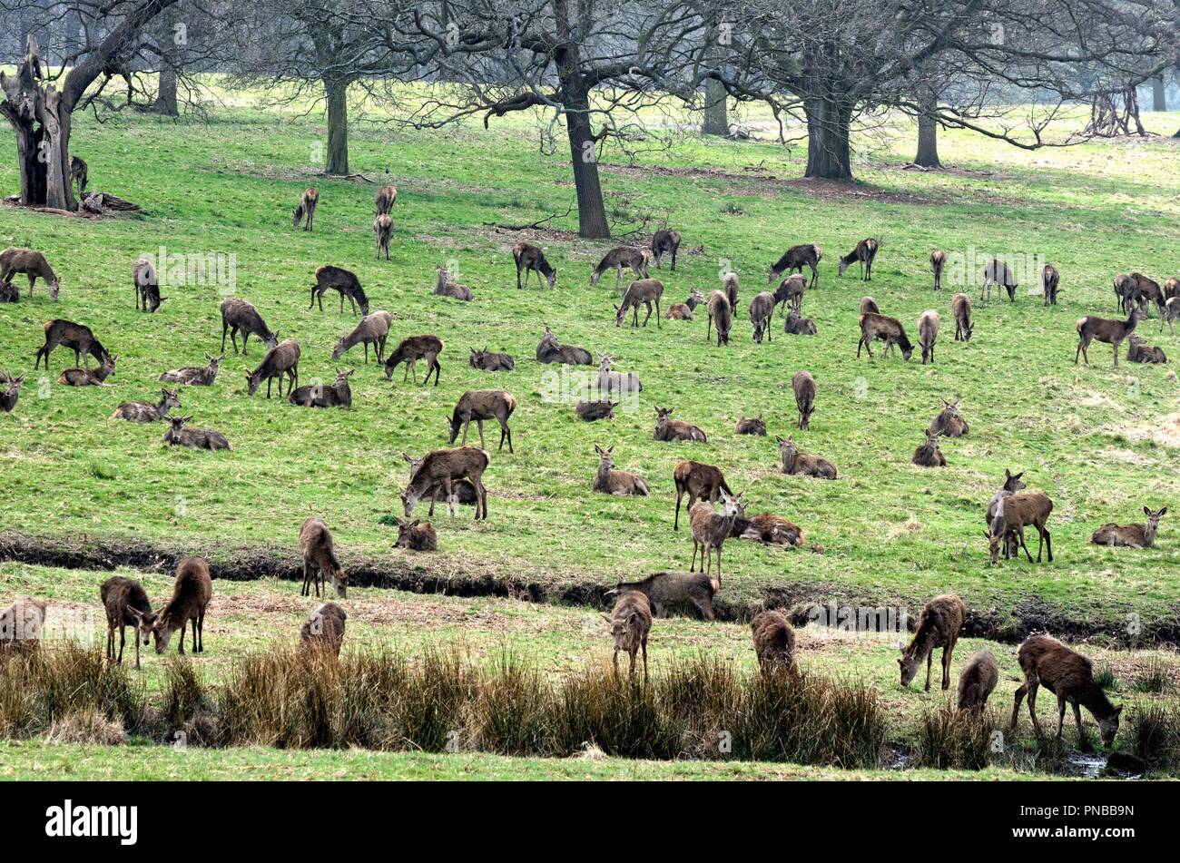 Große Herde Hirsche grasen in Richmond Park West London England Großbritannien Stockfoto