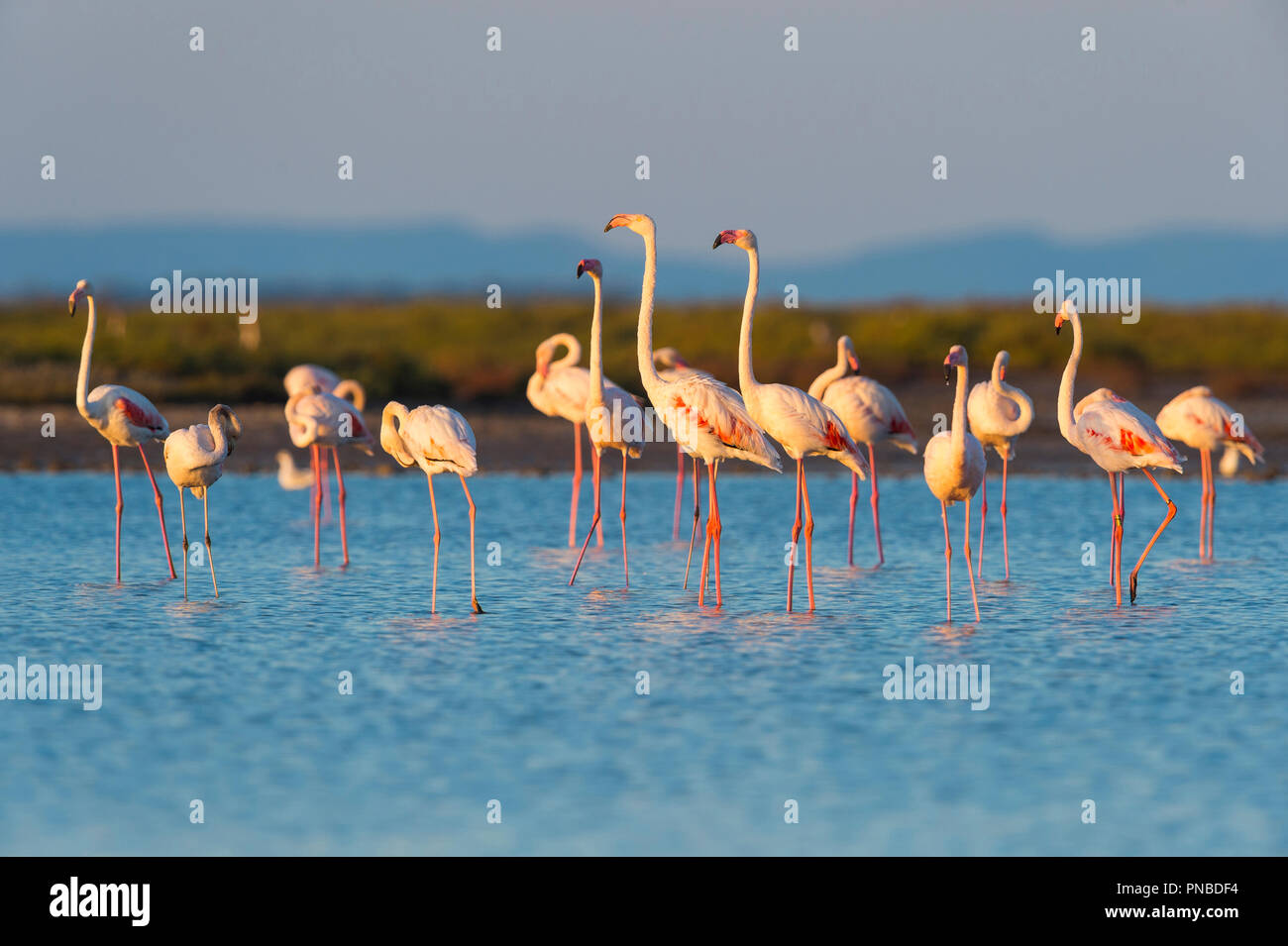 Europäische Flamingo, Flamingo, Phoenicopterus roseus, Saintes-Maries-de-la-Mer, Parc naturel régional de Camargue, Languedoc Roussillon, Frankreich Stockfoto