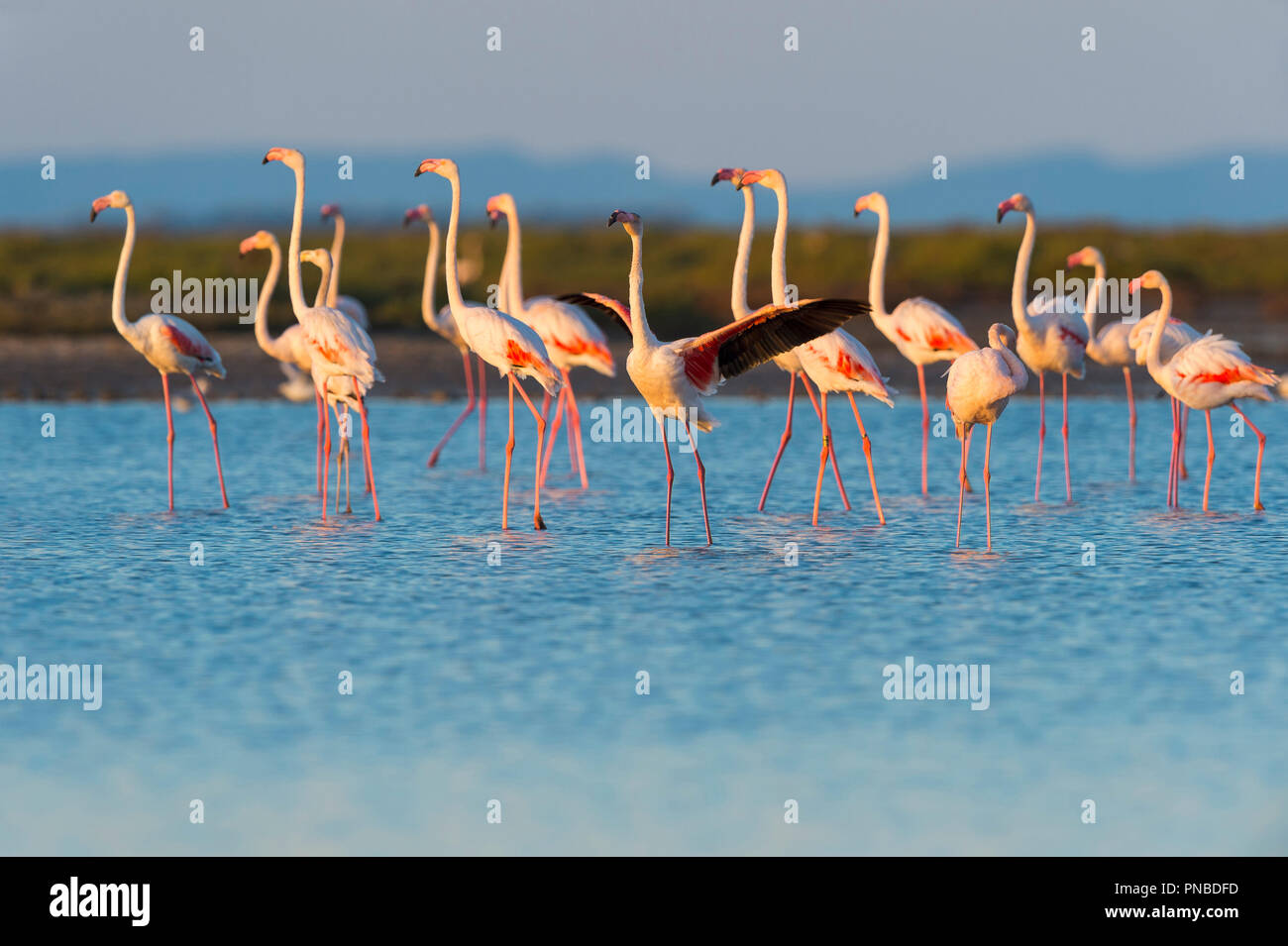 Europäische Flamingo, Flamingo, Phoenicopterus roseus, Saintes-Maries-de-la-Mer, Parc naturel régional de Camargue, Languedoc Roussillon, Frankreich Stockfoto