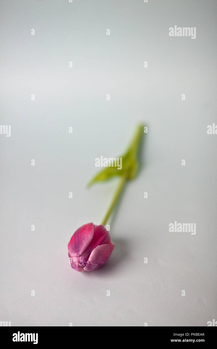 Rosa Tulpen Studio Aufnahmen Stockfoto