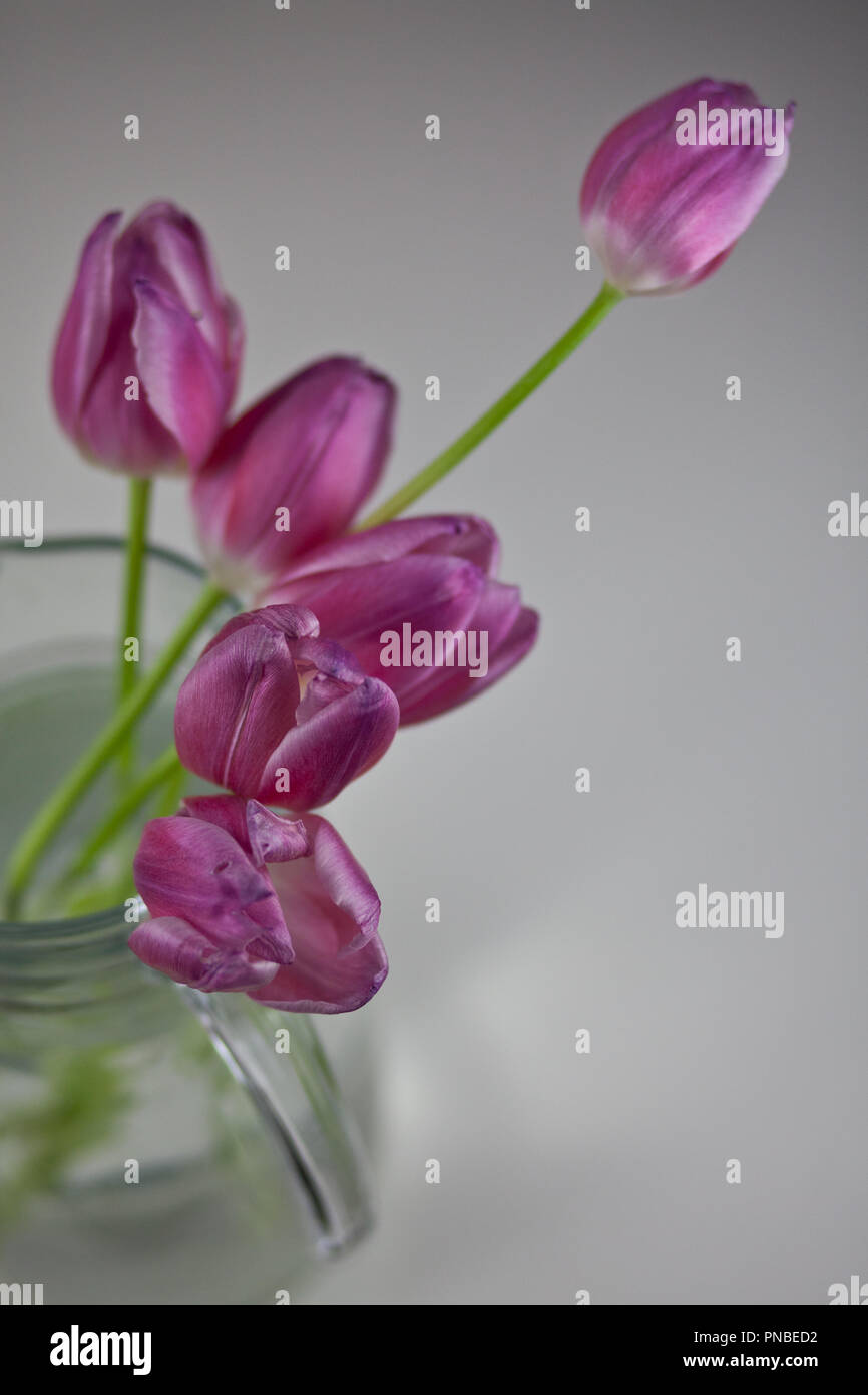 Rosa Tulpen Studio Aufnahmen Stockfoto