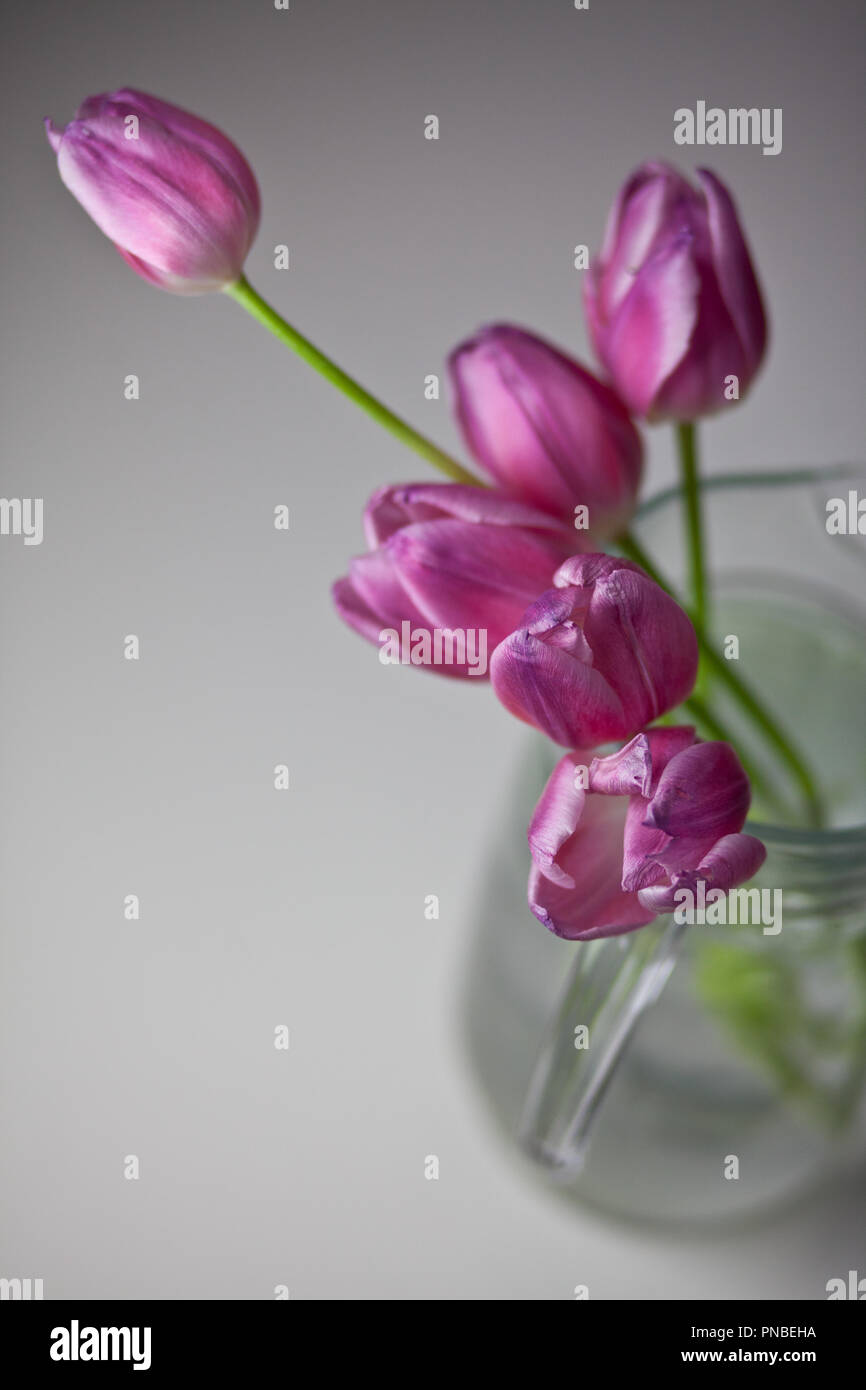 Rosa Tulpen Studio Aufnahmen Stockfoto