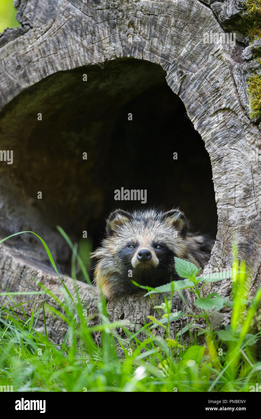 Marderhund, Nyctereutes procyonoides, in hohlen Log Sitzung Stockfoto