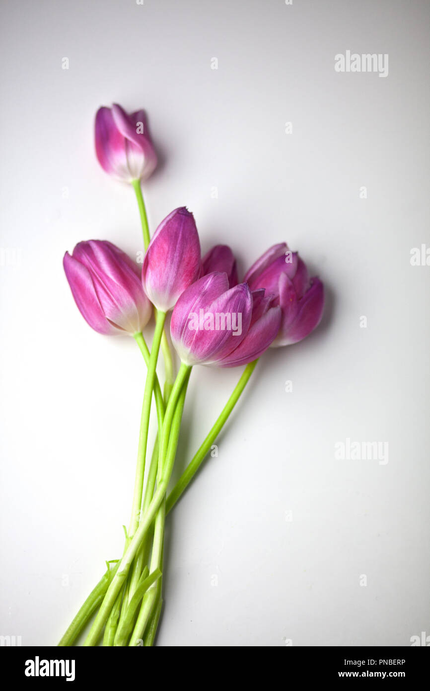 Rosa Tulpen Studio Aufnahmen Stockfoto