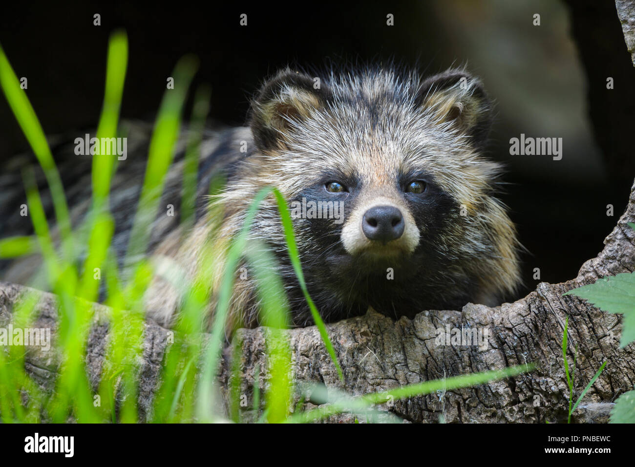 Marderhund, Nyctereutes procyonoides, in hohlen Log Sitzung Stockfoto