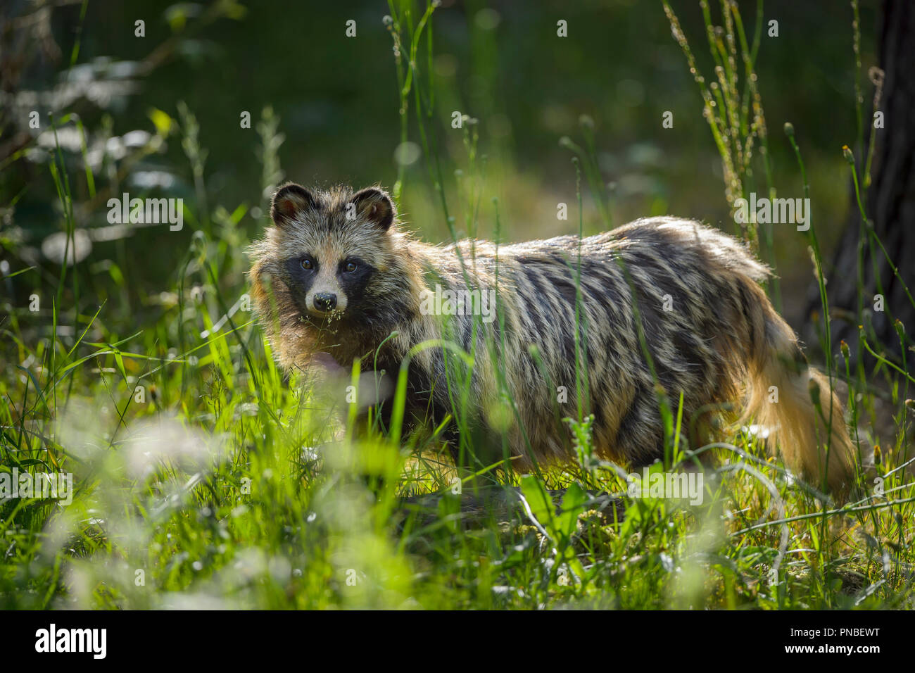 Marderhund Nyctereutes procyonoides Stockfoto