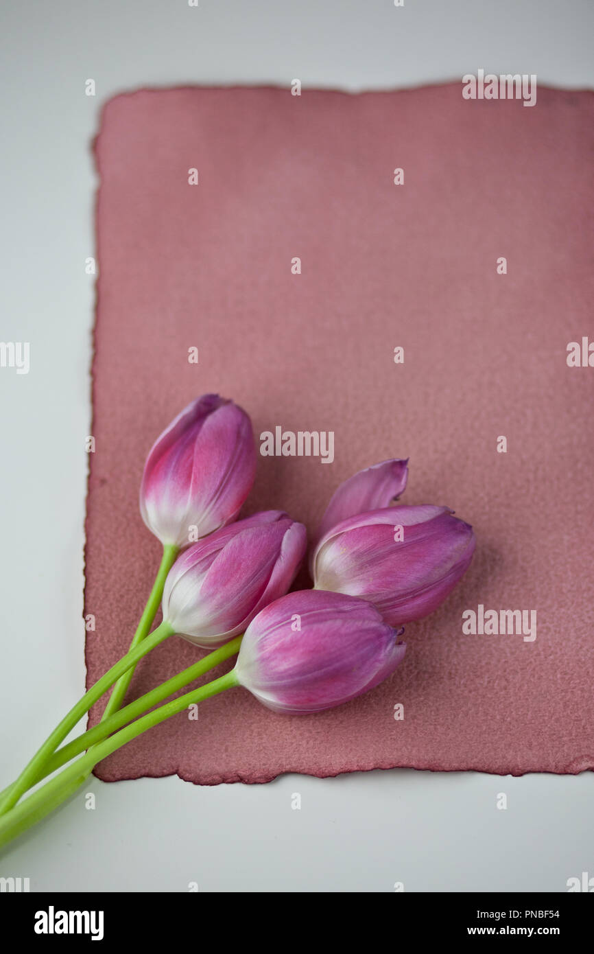 Rosa Tulpen Studio Aufnahmen Stockfoto