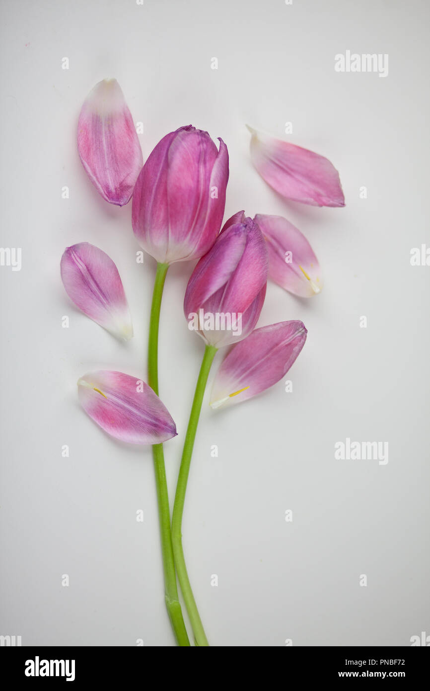 Rosa Tulpen Studio Aufnahmen Stockfoto