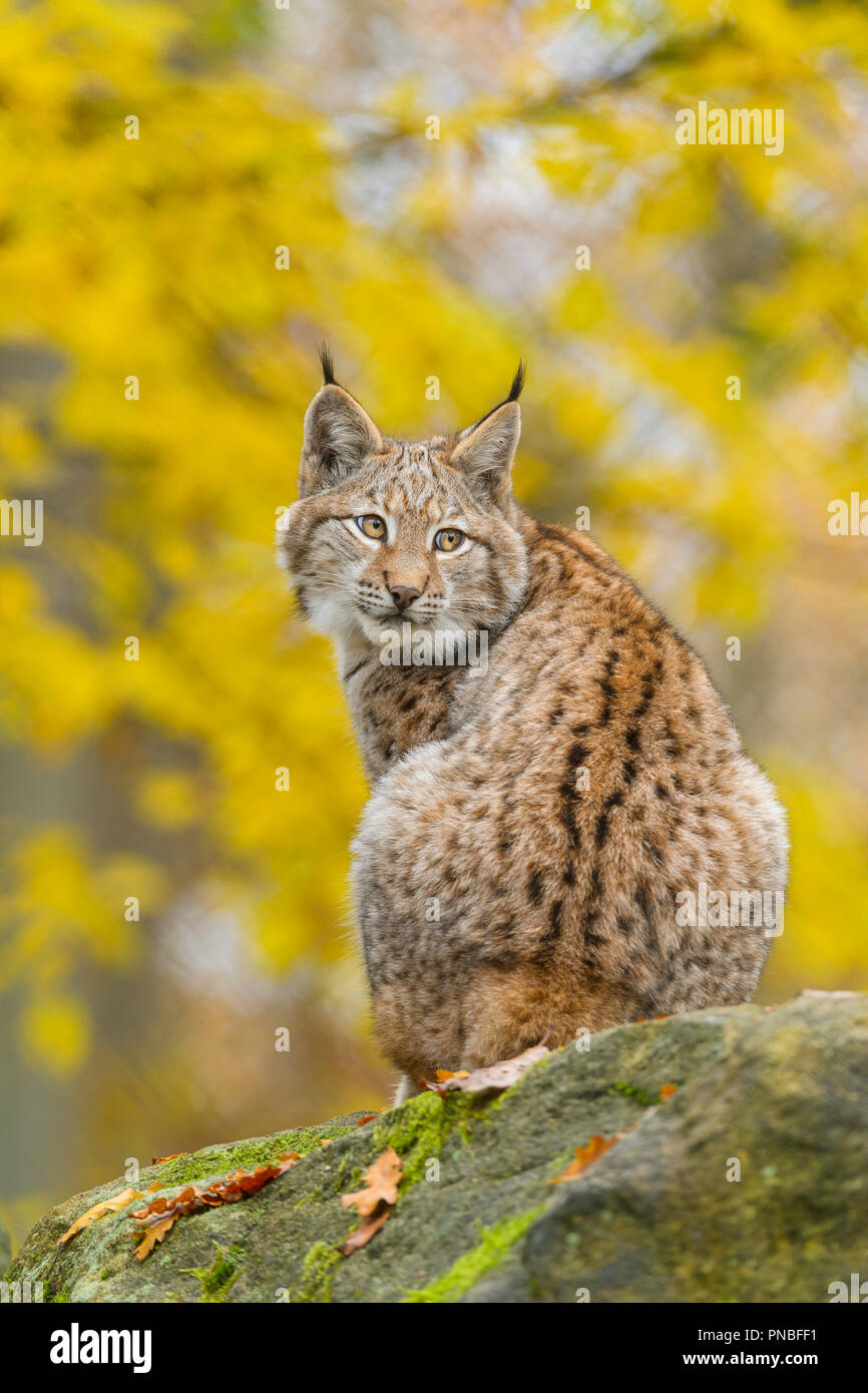 Eurasischen Luchs Lynx lynx, im Herbst, Deutschland, Europa Stockfoto