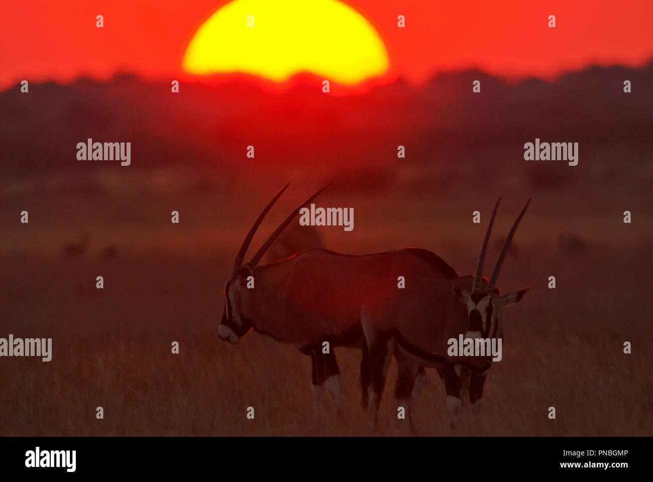 Oryx anthelope im Central Kalahari Game Reserve, Botswana Stockfoto