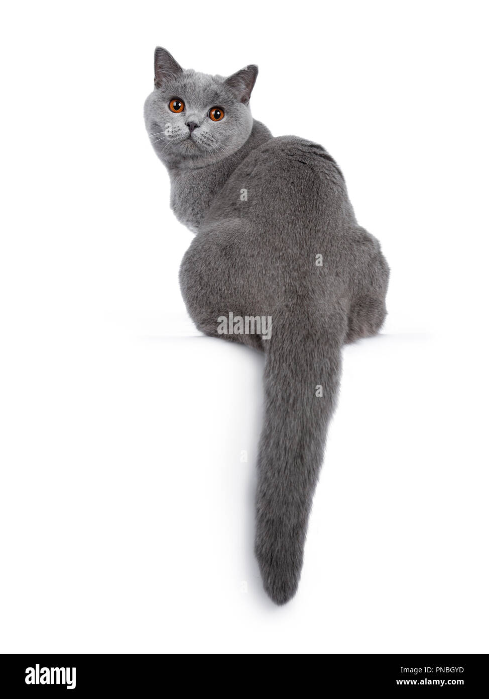 Süße junge Erwachsene blau Britisch Kurzhaar Katze Kätzchen rückwärts sitzend mit Schwanz hängen nach unten, über die Schulter am Objektiv mit orangefarbenen Augen, ich Stockfoto