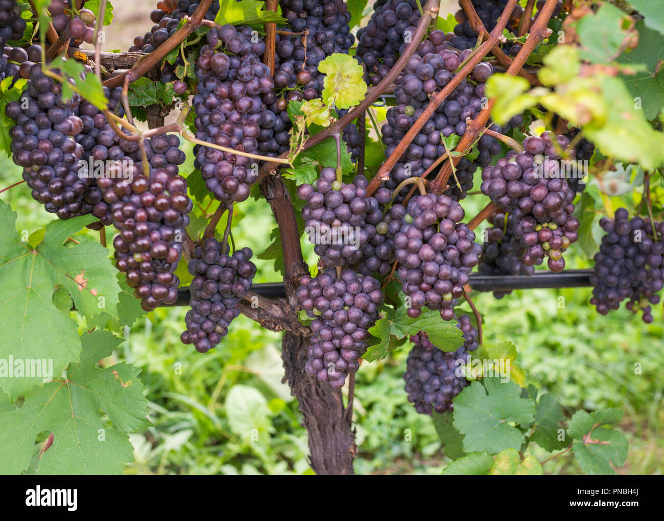 Pinot Grigio Rebsorte. Pinot Grigio ist eine weiße Rebsorte, die aus Trauben mit Grau, Weiß, Rot, Lila oder Skins. Trentino Stockfoto