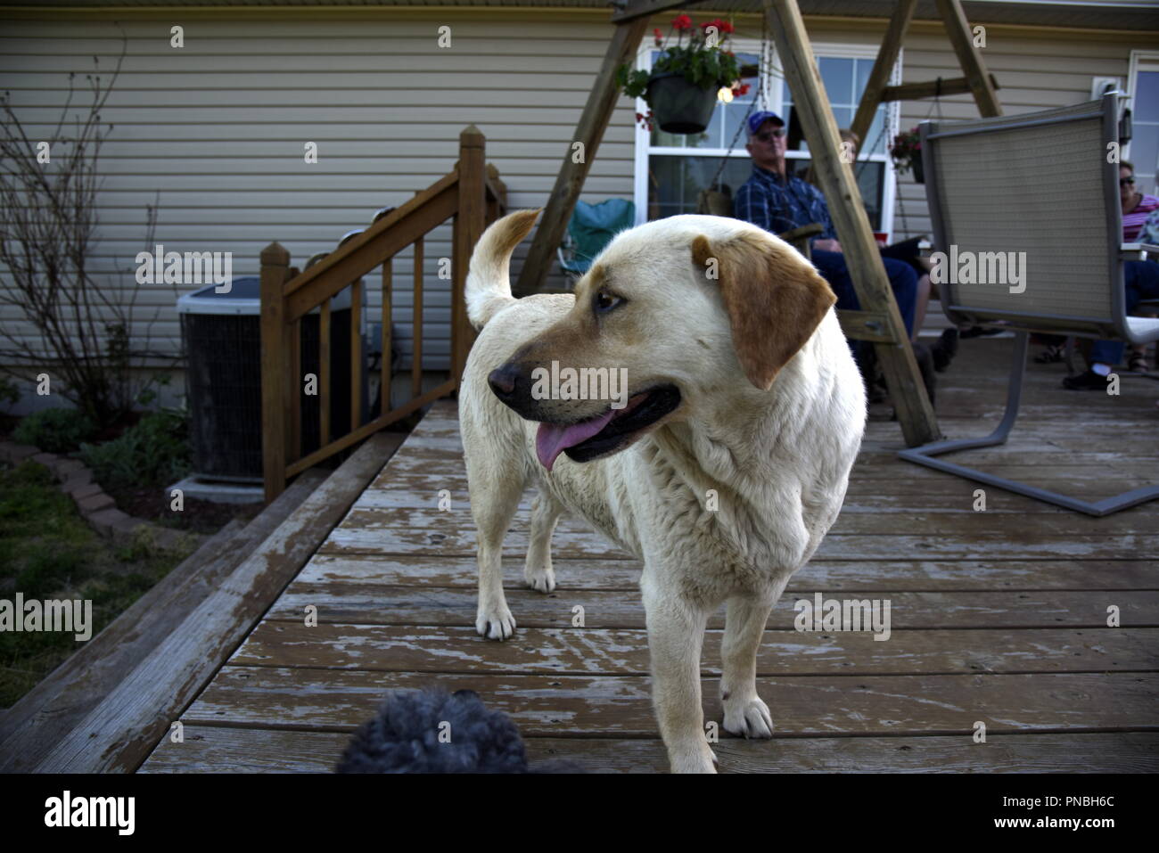Ein glücklicher Hund auf den Hinterhof Deck Stockfoto