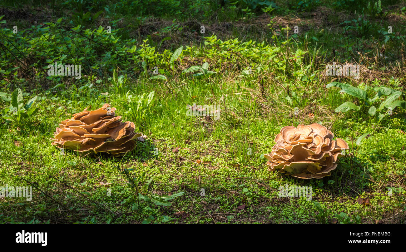 Laetiporus sulfureus - Grifola sulfurea Stockfoto