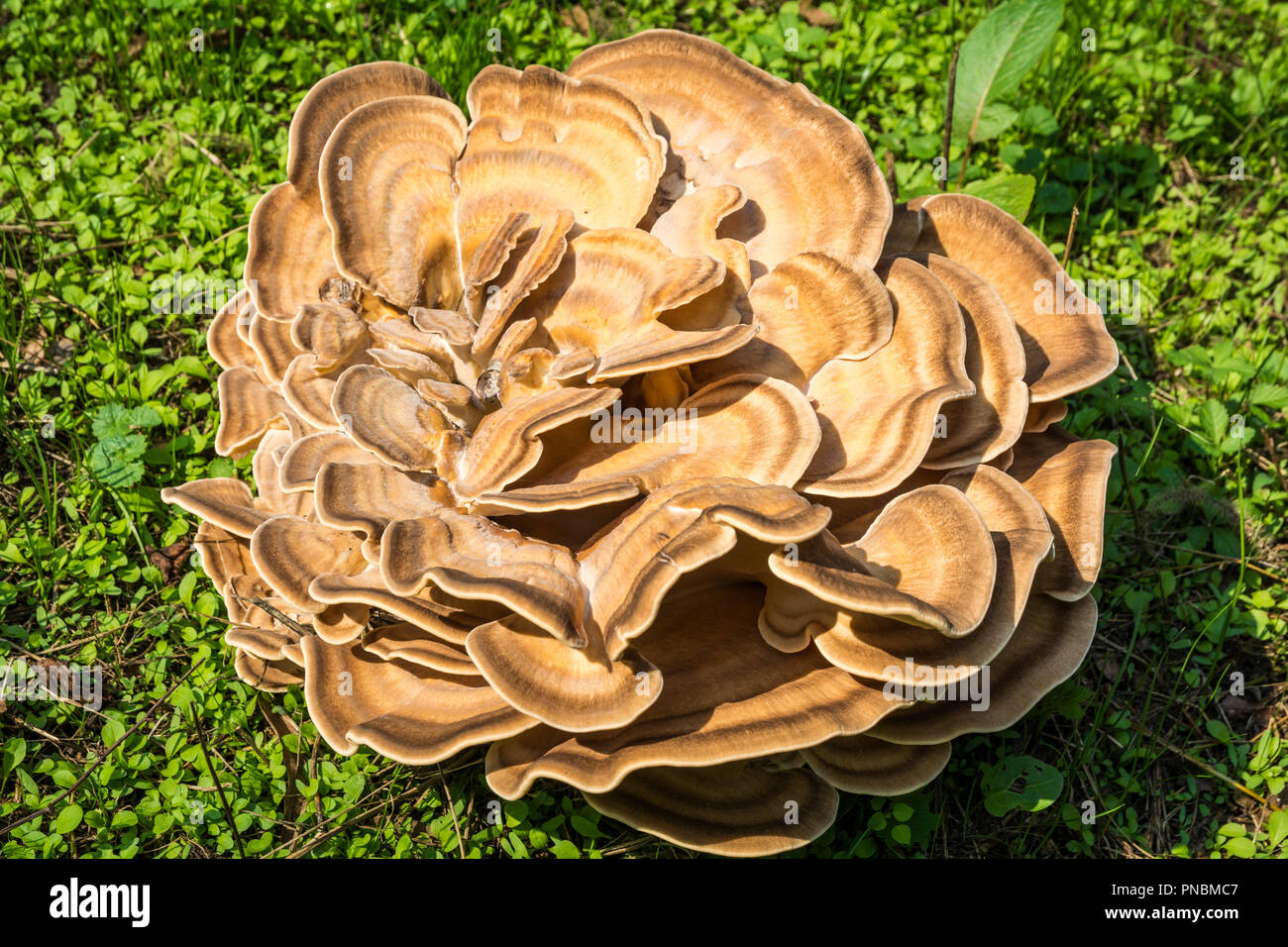 Laetiporus sulfureus. mushroom Plan Stockfoto