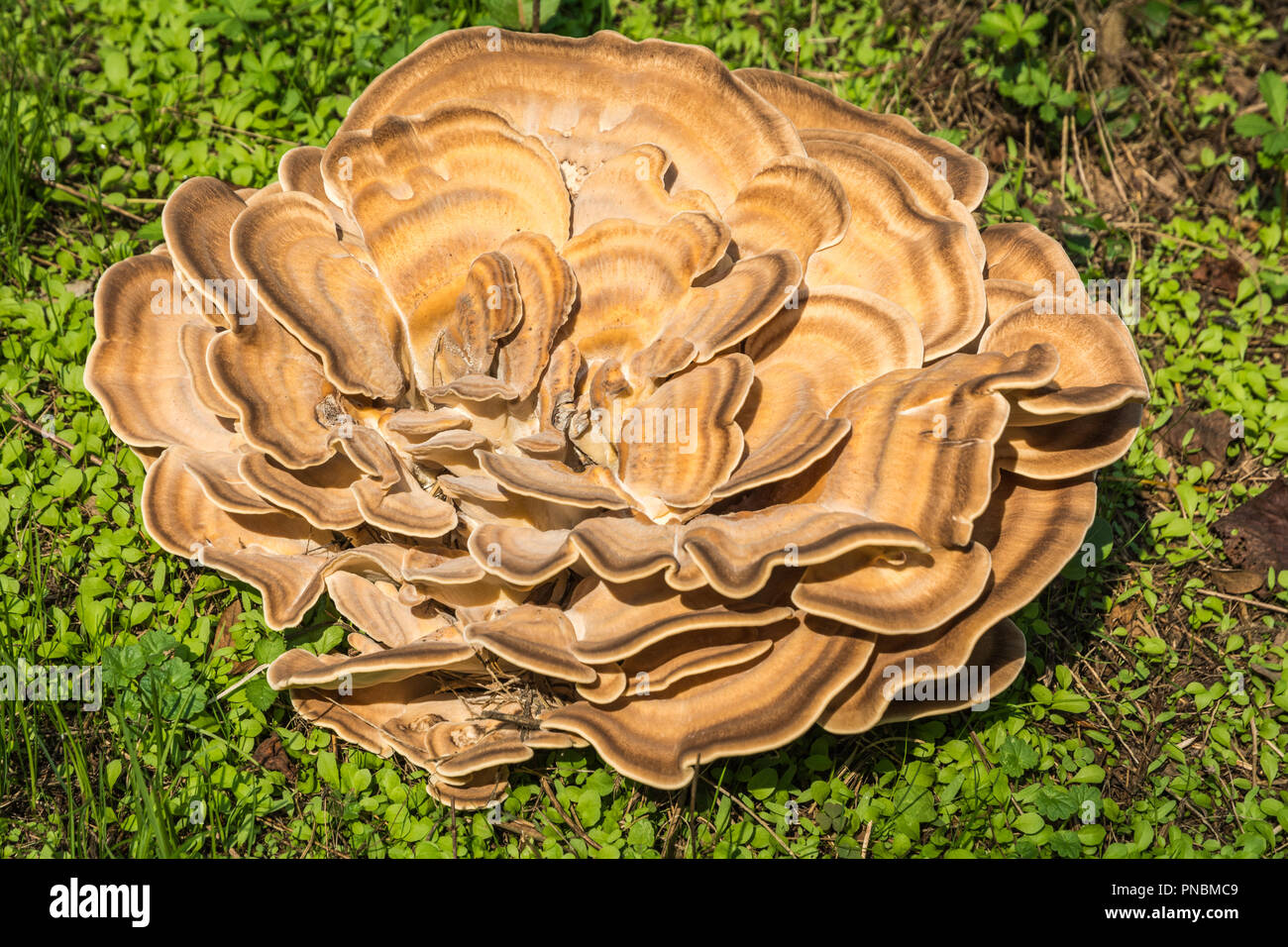Laetiporus sulfureus. mushroom Plan Stockfoto