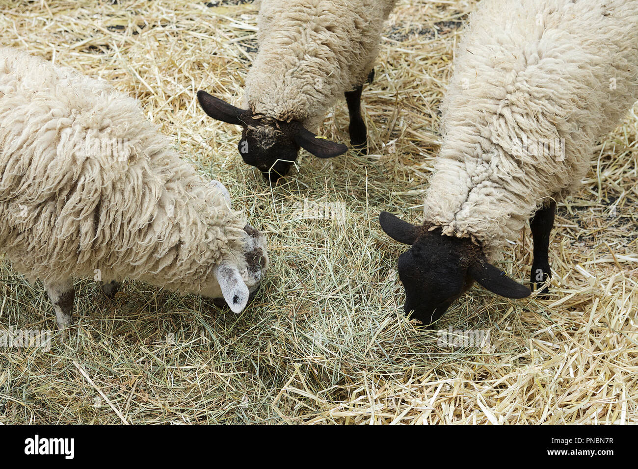 Großbritannien Landwirtschaft, Schaf grasend, Landwirtschaft Schafe aus dem Vereinigten Königreich. Stockfoto