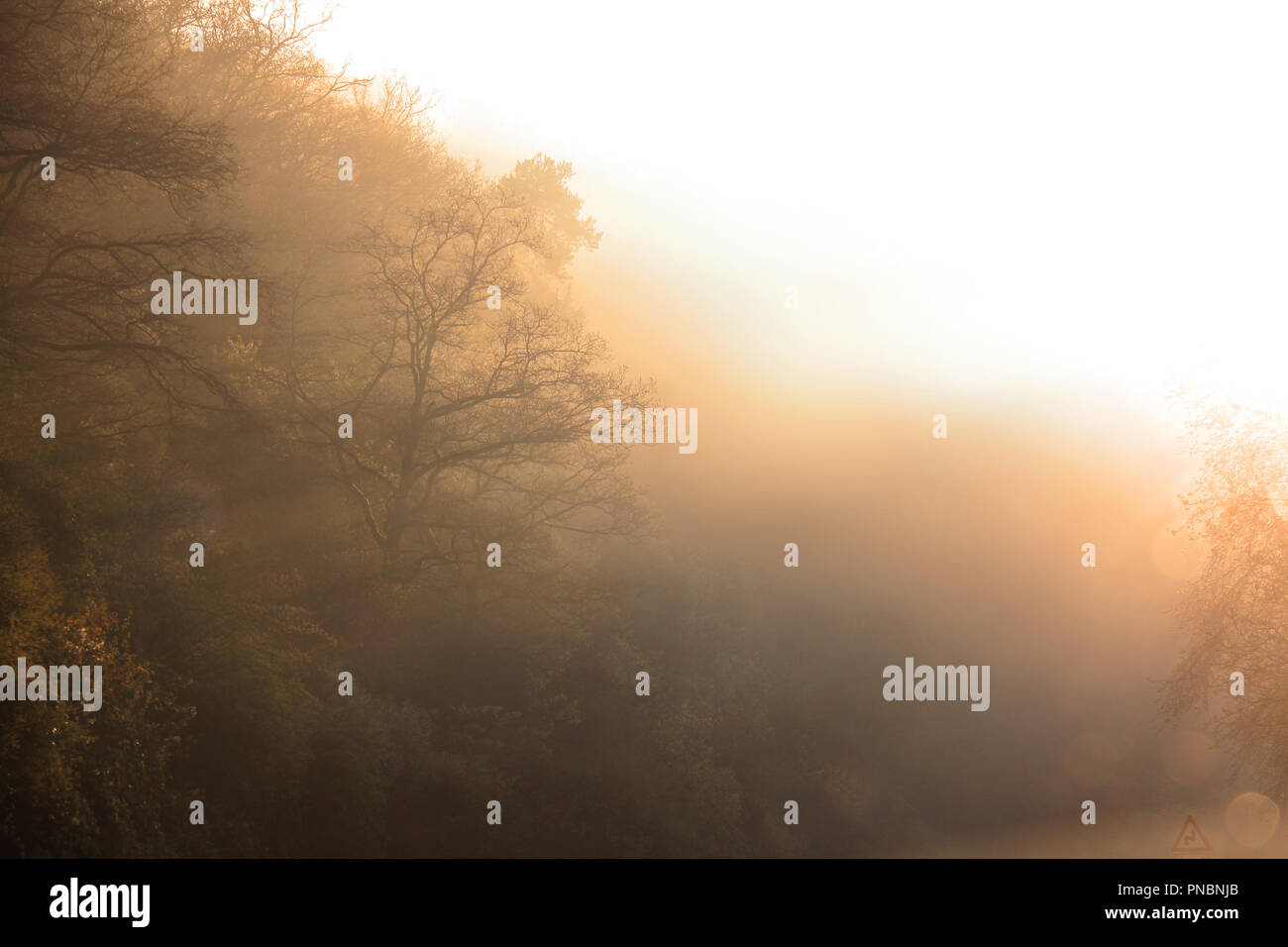 Sonnenaufgang Nebel durch Bäume in einem magischen Wald. Stockfoto